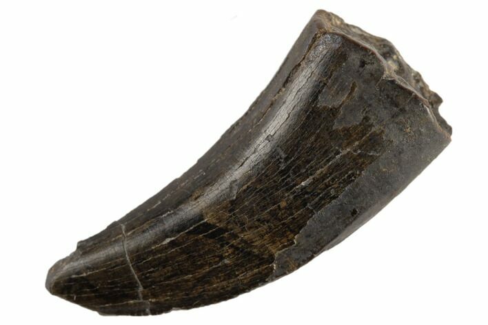 Tyrannosaur Tooth - Judith River Formation #194337